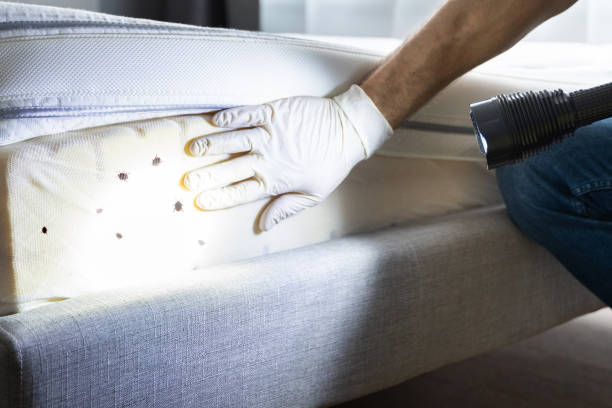 Best Emergency Pest Control  in Mapleton, ND