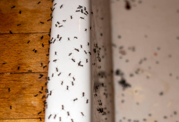 Best Local Pest Control Services  in Mapleton, ND