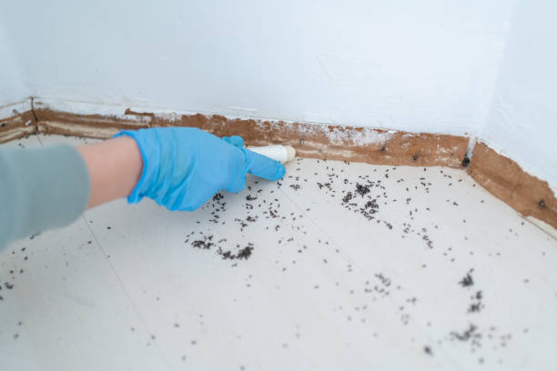 Best Pest Removal Services  in Mapleton, ND